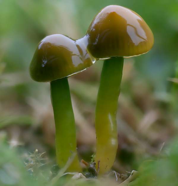 Gliophorus psittacinus, the Parrot Waxcap, Hampshire, England