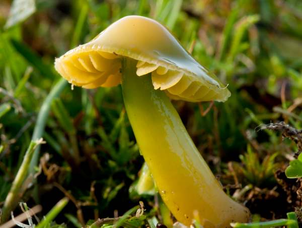 Gliophorus psittacinus with most of its green mucus washed off