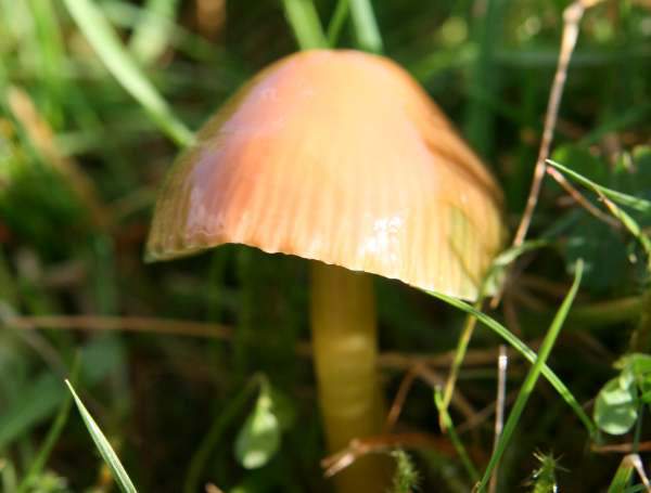 Gliophorus psittacinus var. perplexa