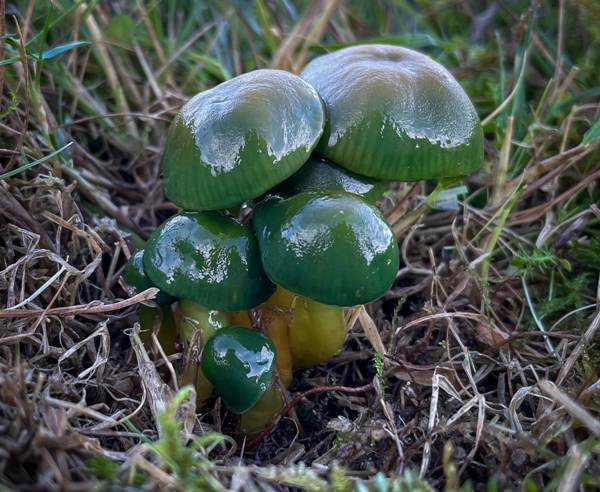 Gliophorus psittacinus - Parrot Waxcap, County Wicklow, Ireland