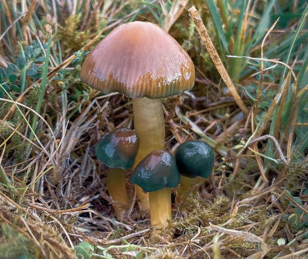 Gliophorus psittacinus, the largest with most of the green mucus washed off, Ireland