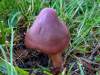Gliophorus reginae - Jubilee Waxcap