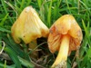 Hygrocybe acutoconica - Persistent Waxcap