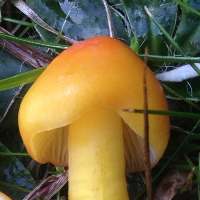 Cap and stem of Hygrocybe aurantiosplendens