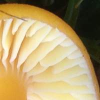 Gills of Hygrocybe aurantiosplendens