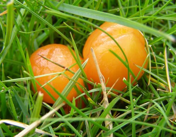 Hygrocybe aurantiosplendens, Scotland