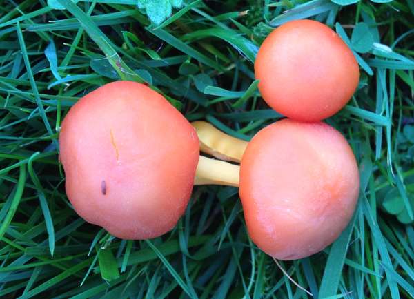 Hygrocybe aurantiosplendens with pinkish caps