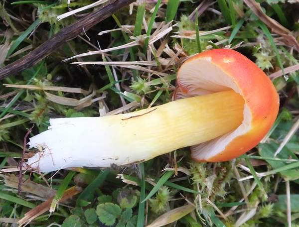 Hygrocybe aurantiosplendens, Ceredigion Wales UK