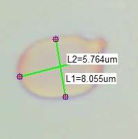 Spore of Hygrocybe calciphila