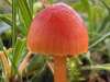 Hygrocybe calciphila, Limestone Waxcap