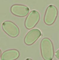 Spores of Hygrocybe cantharellus