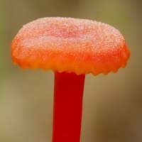 Cap of Hygrocybe cantharellus