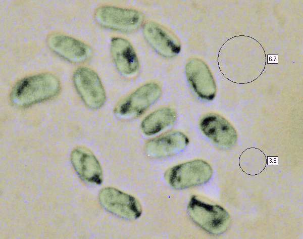Spores of Hygrocybe ceracea