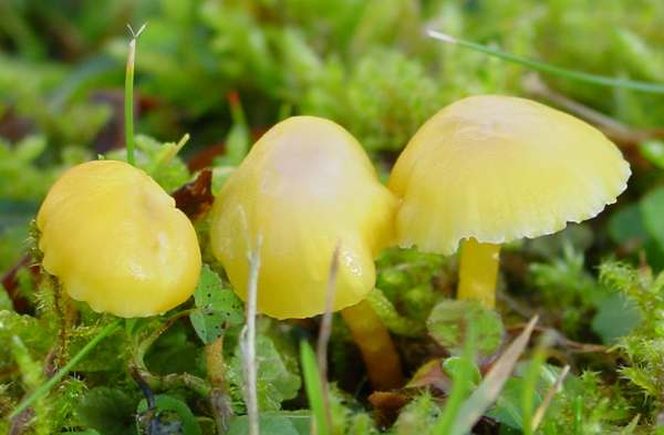 Hygrocybe ceracea in acid grassland