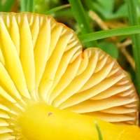 Gills of Hygrocybe ceracea