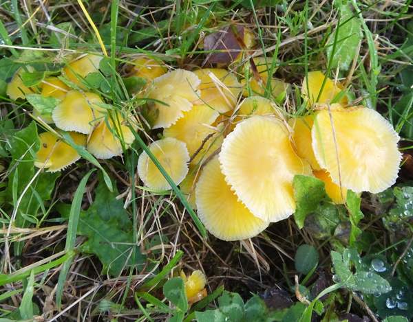 Hygrocybe ceracea, Ceredigion, Wales UK