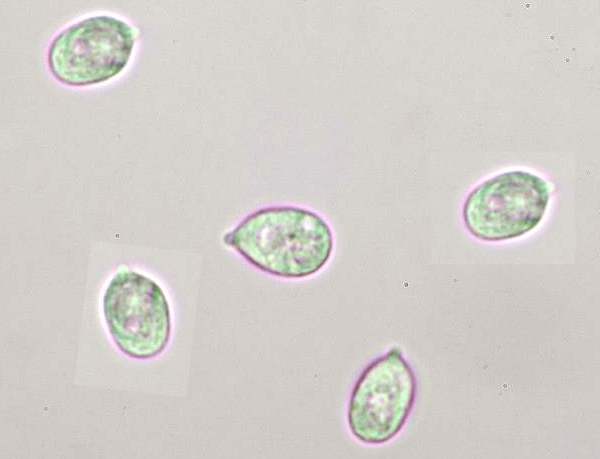 Spores of Hygrocybe chlorophana