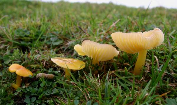 Hygrocybe chlorophana