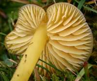 Gills and stem of Hygrocybe chlorophana