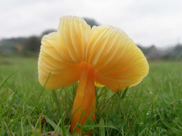 Hygrocybe chlorophana against the sunlight