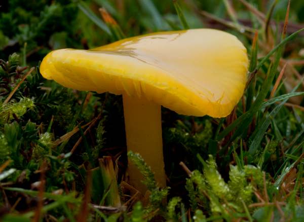 Hygrocybe chlorophana, Hampshire, England
