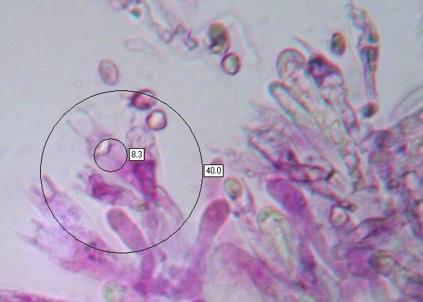 Basidia of Hygrocybe citrinovirens