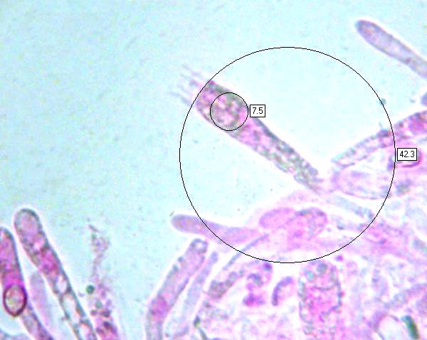 Basidia of Hygrocybe coccinea