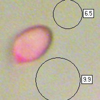 Spores of Hygrocybe coccinea