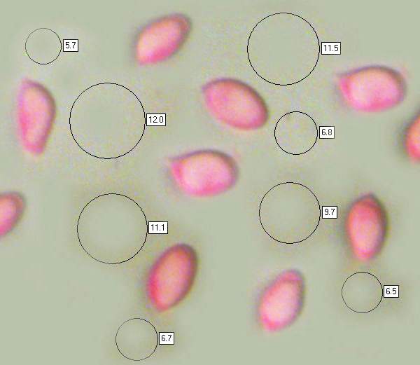 Spores of Hygrocybe coccinea