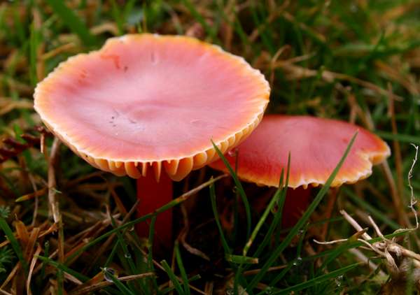 Hygrocybe coccinea - Scarlet Waxcap