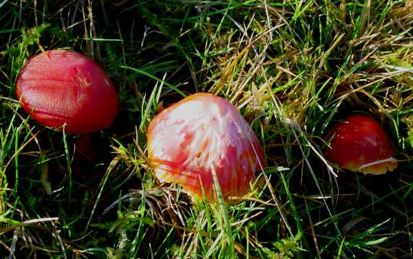 Hygrocybe coccinea - Scarlet Waxcap, mature specimens, mid Wales