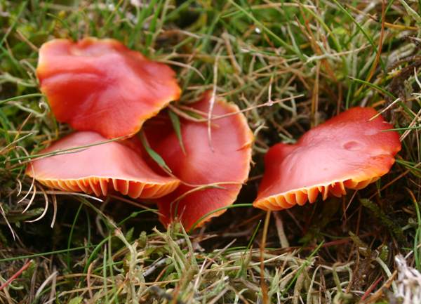 Hygrocybe coccinea - Scarlet Waxcap, mature specimens