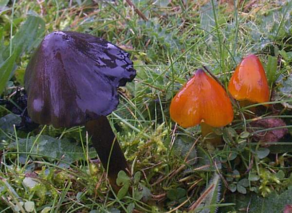 Hygrocybe conica - Blackening Waxcap