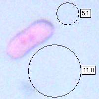 Spores of Hygrocybe conicoides