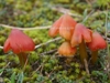 Hygrocybe conicoides - Dune Waxcap