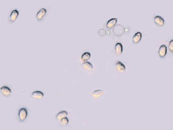 Spores of Hygrocybe fornicata