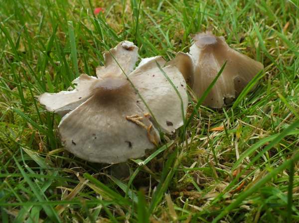 Hygrocybe fornicata