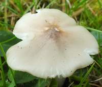 Cap of Hygrocybe helobia