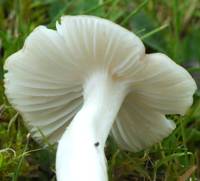 Gills and stem of Hygrocybe fornicata