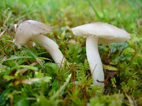 Hygrocybe fornicata in mossy grassland