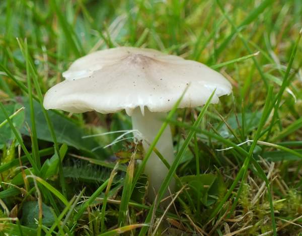 Hygrocybe fornicata, Llangurig, Wales UK