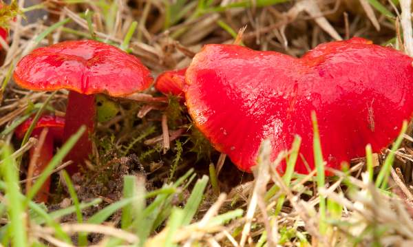 Hygrocybe glutinipes var. rubra