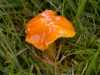 Hygrocybe glutinipes, Glutinous Waxcap