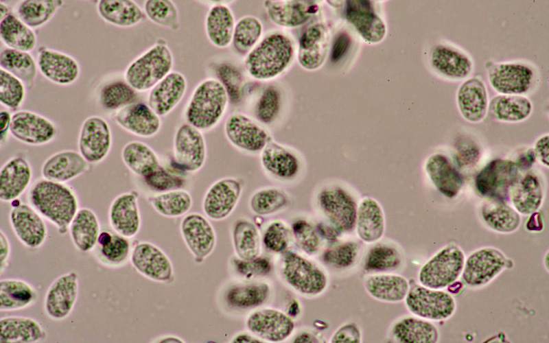 Spores of Hygrocybe helobia