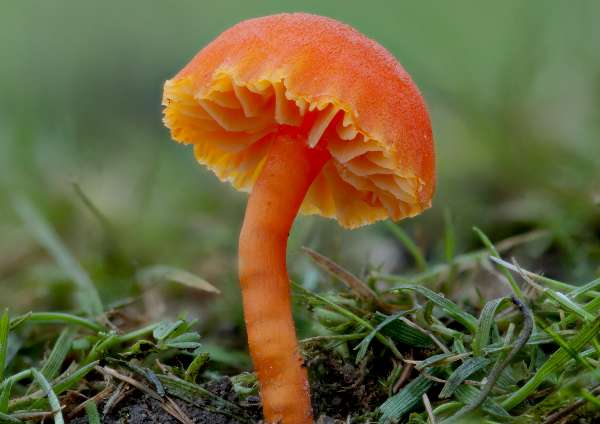 Hygrocybe helobia