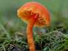 Hygrocybe helobia