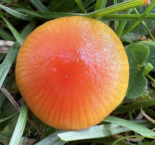 Hygrocybe insipida, Spangle Waxcap, southern England