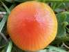 Hygrocybe insipida, Spangle Waxcap