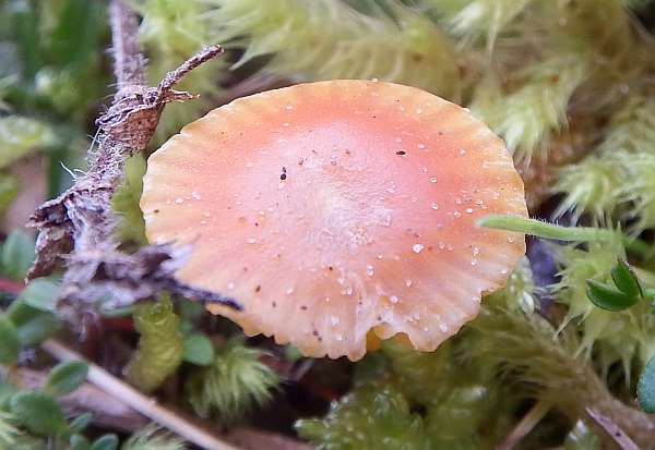 Hygrocybe insipida, Anglesey, Wales