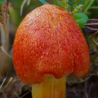Cap of Hygrocybe intermedia